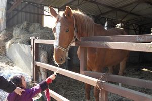 Rose et le cheval