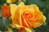 rose_jaune