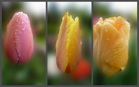 tulipes3