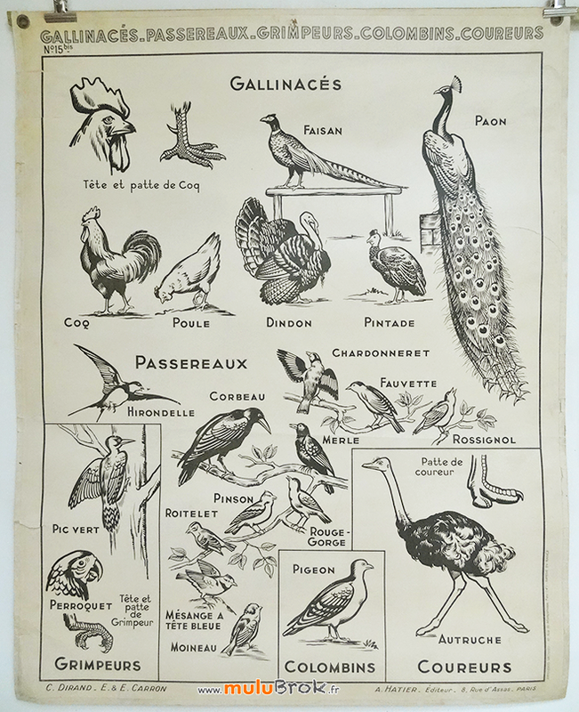 AFFICHE-GALLINACE-Hatier-1-muluBrok-Brocante