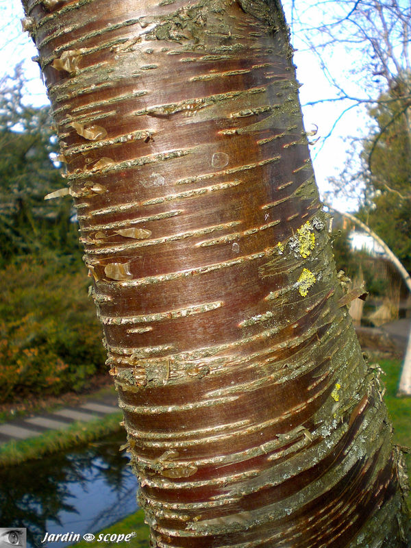 Prunus du Tibet • Prunus serrula • Famille des Rosaceae