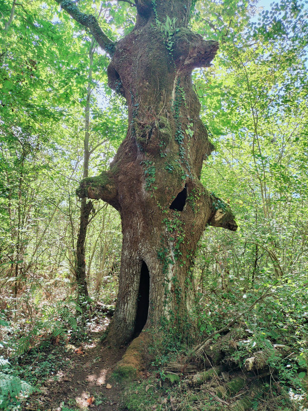 Ainhoa, un arbre qui fait peur (64)