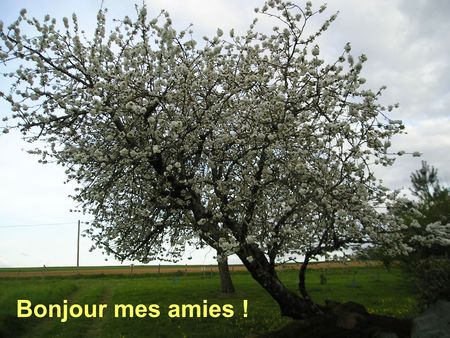 bonjour_cerisier_en_fleurs