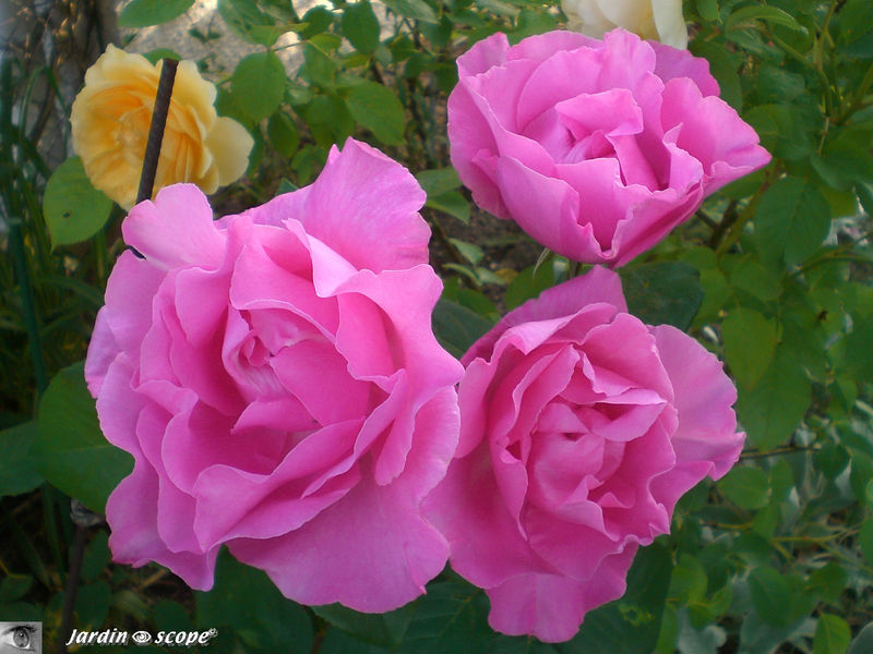 Rosa x Thé moderne 'The Mac Cartney Rose