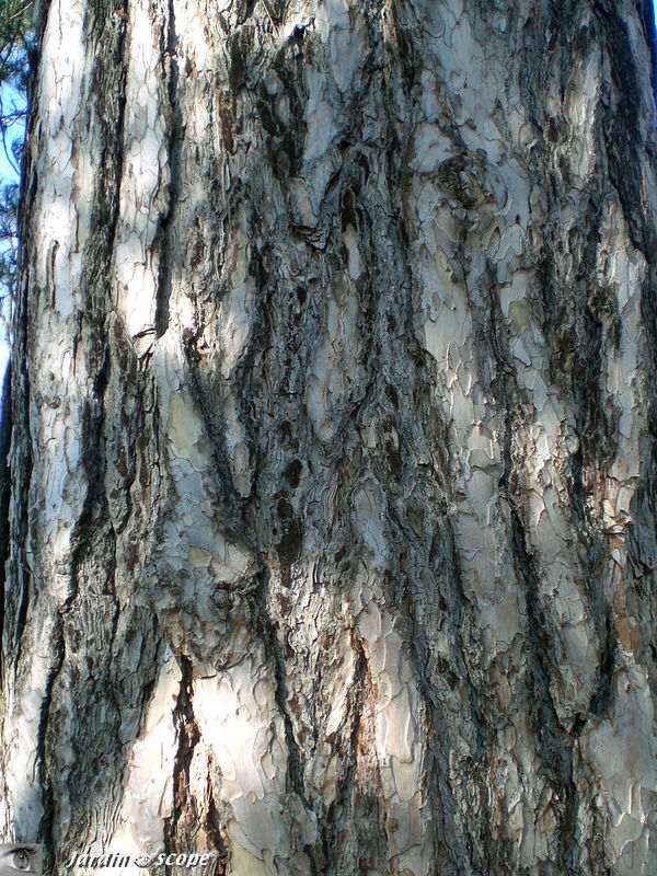 Pin de Corse • Pinus nigra laricio • Famille des Pinaceae