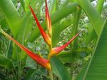 fleurs_exotiques_punta_cana_republique_dominicaine_8599206806_822478