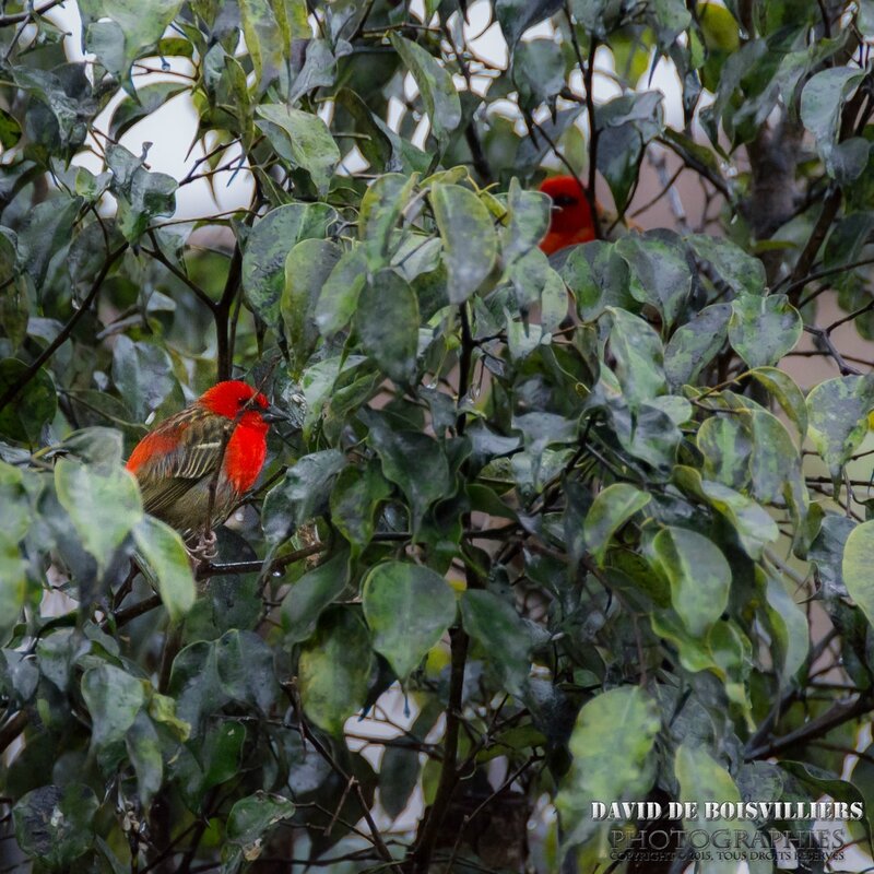 Foudi rouge (Foudia madagascariensis) - Île Maurice