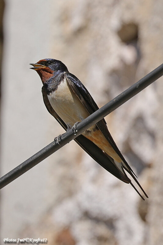 Photos JMP©Koufra 12 - Le Caylar - Hirondelle - 23052019 - 0007
