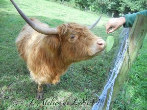 Higland Cattle Ecosse 1 (