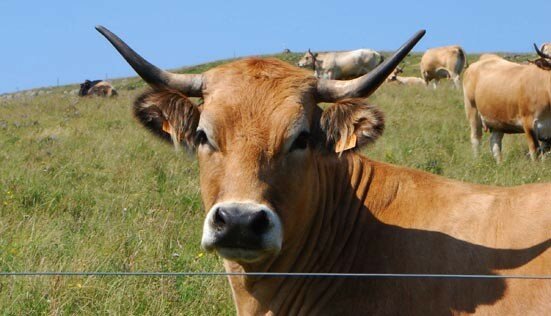 vache2