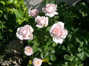 Roses_Andr__Le_N_tre