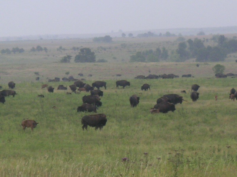 bison20