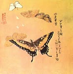 papillon_japonais