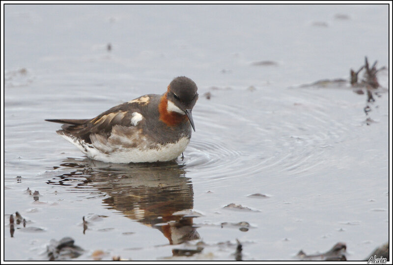 Phalarope à bec étroit