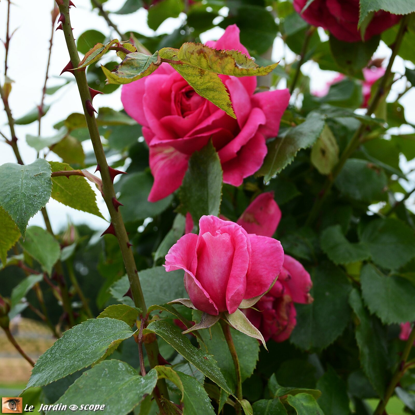 Rosier grimpant Pink Cloud Clg
