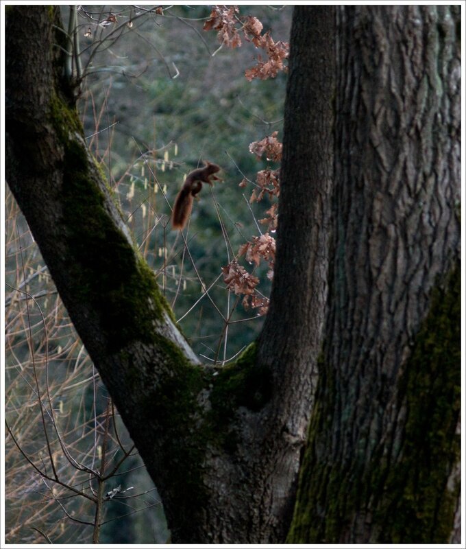 ville écureuil saute 070117