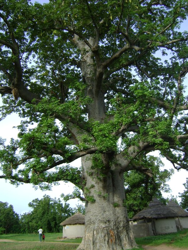 Le Baobab mâle