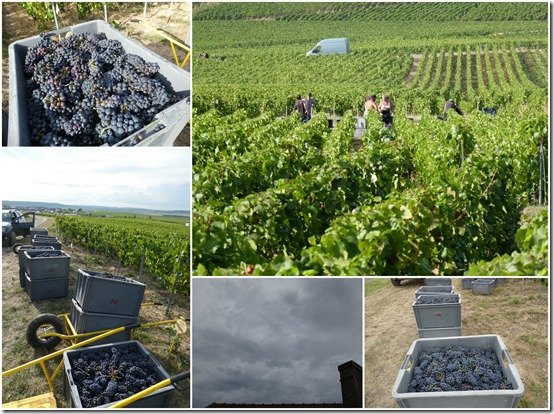 photos des vendanges 20223