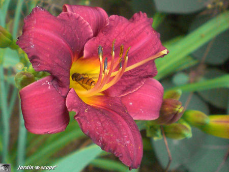 Hemerocallis_Pardon_me