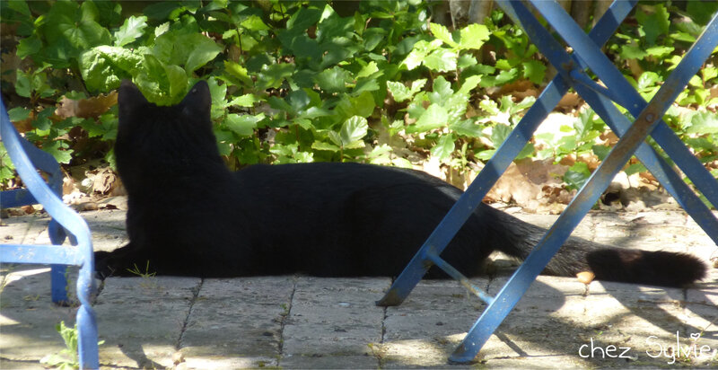 Chatte noire2