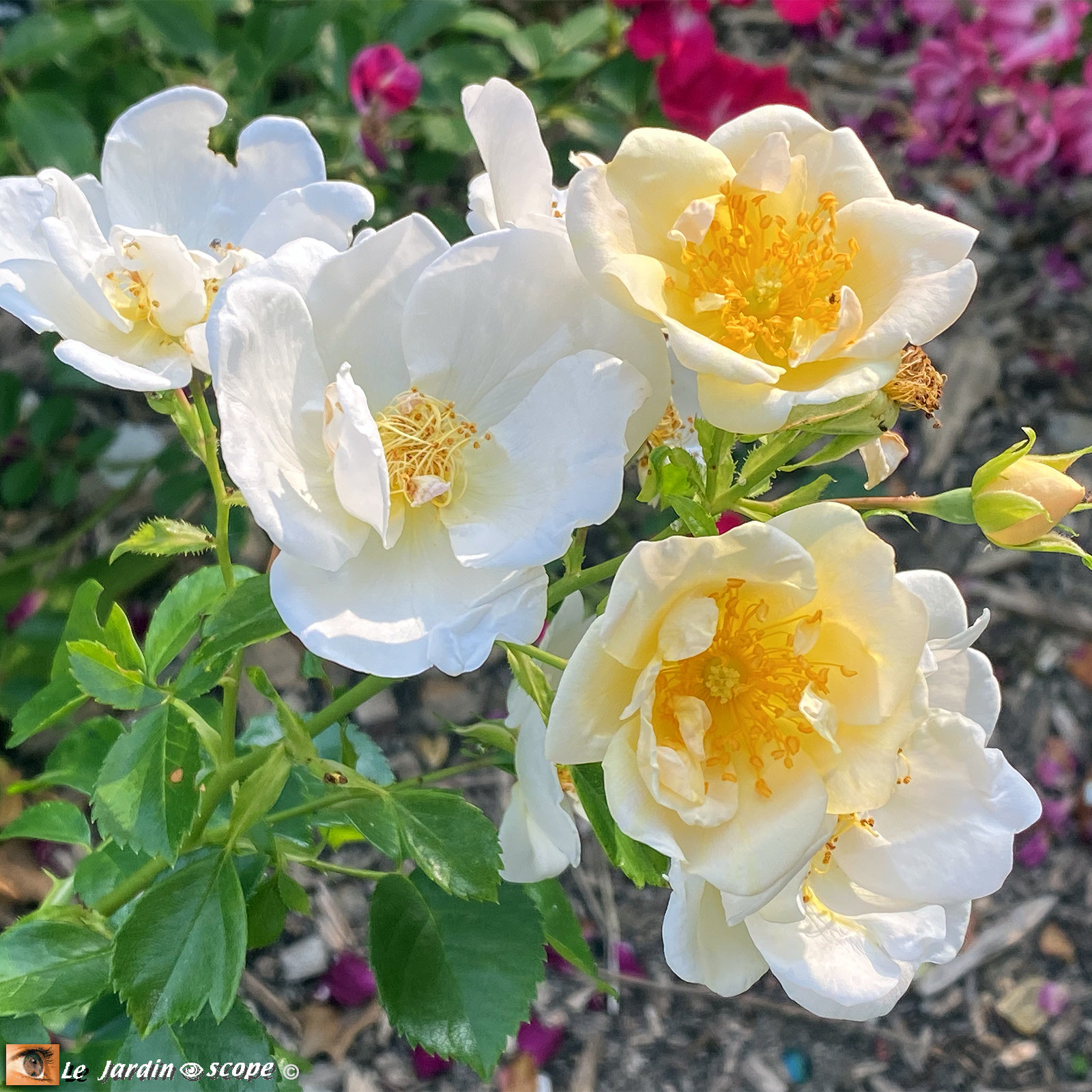 Rosa 'Romain Rolland®'