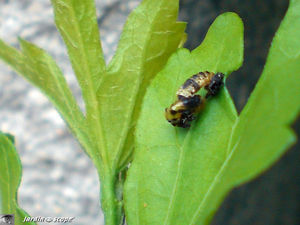 Exuvie_coccinelle_2