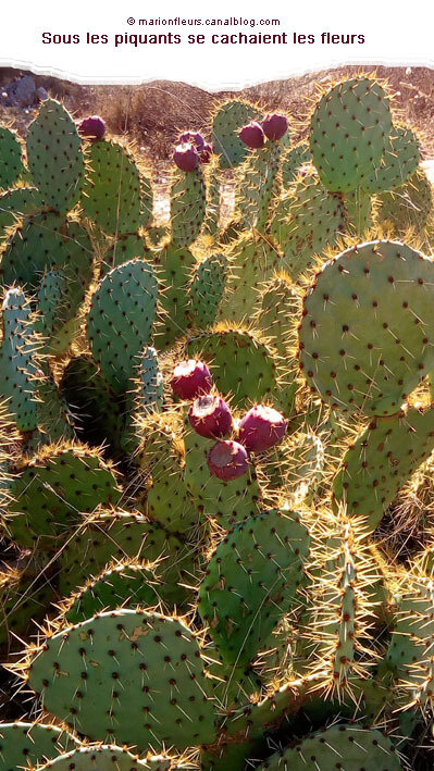 cactus_fleuris_marionfleurs