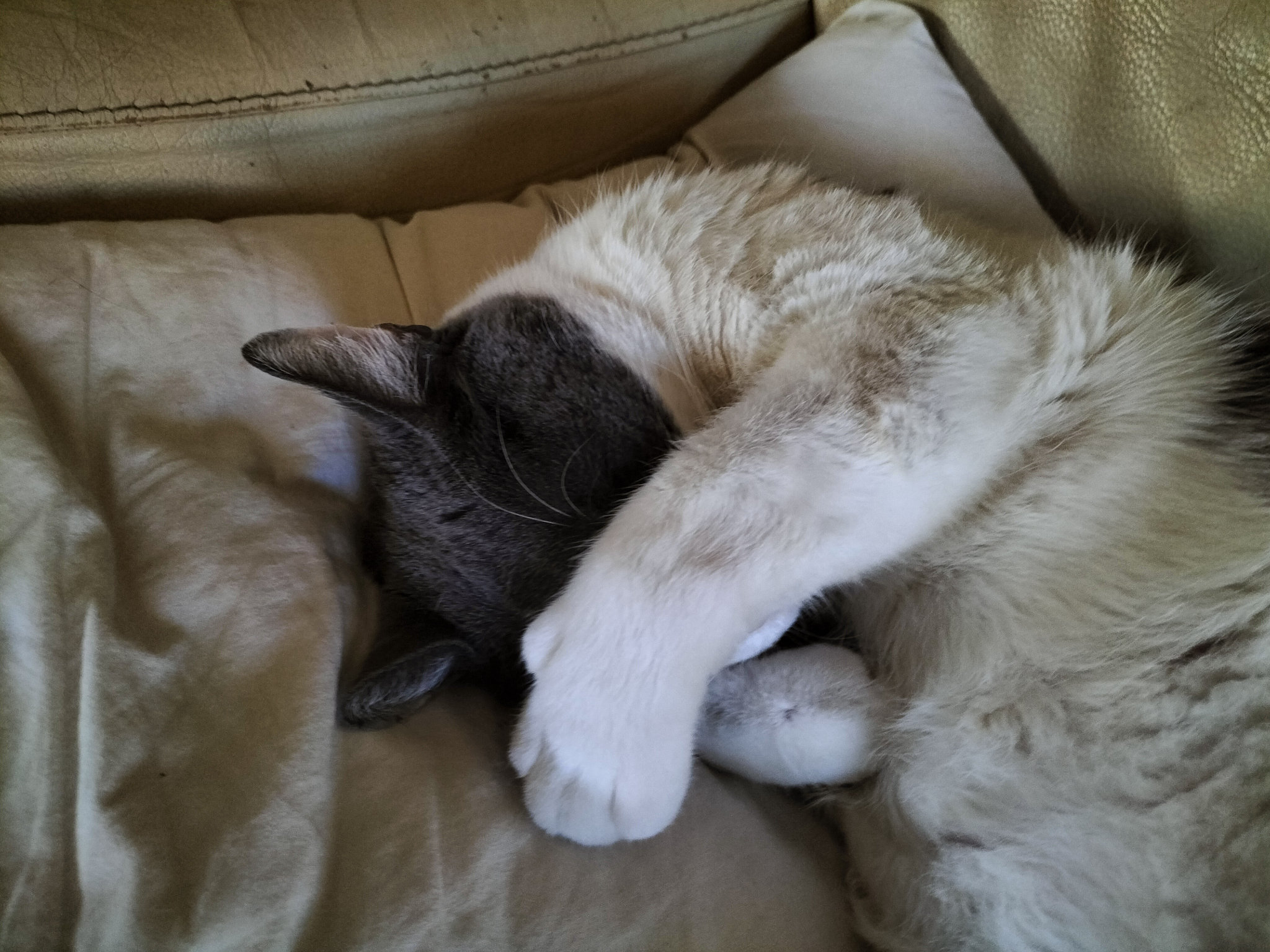 Pompon caché