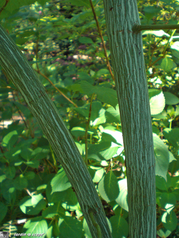 L'écorce décorative de Acer tegmentosum