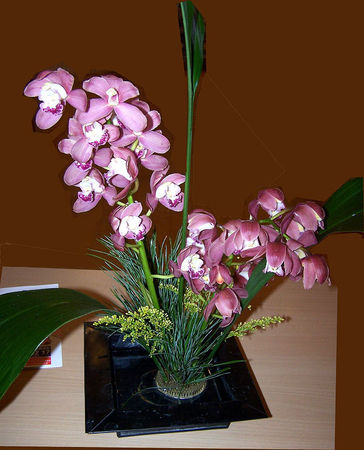 Orchid_