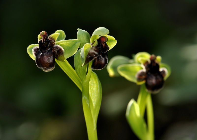 _DSC0253_Ophrys_bombyliflora_2