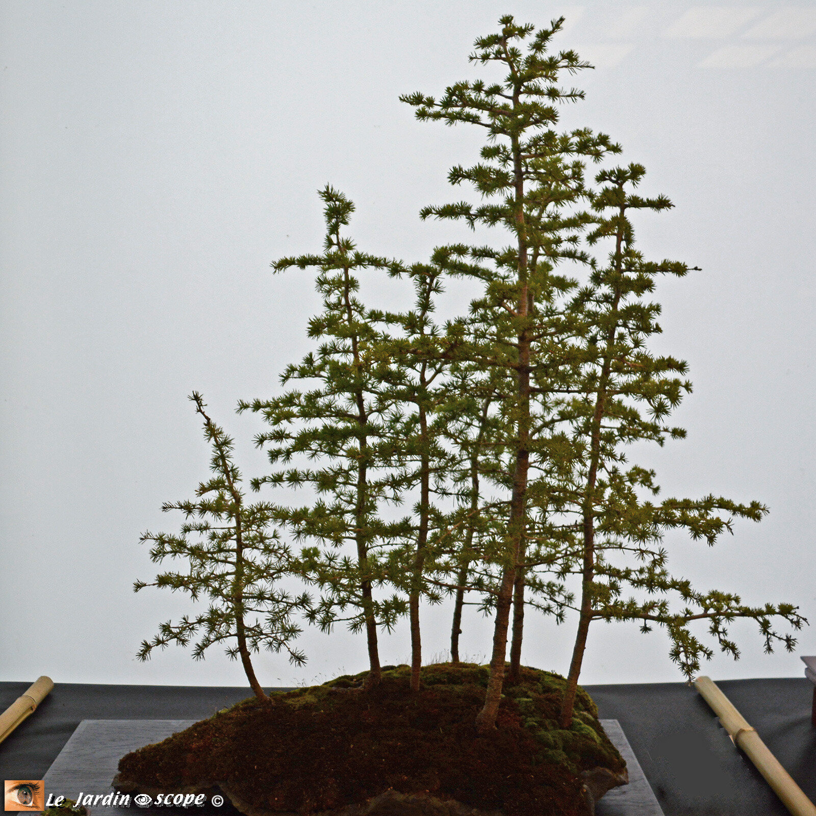 Forêt de cèdres de l'Atlas - Cedrus atlantica