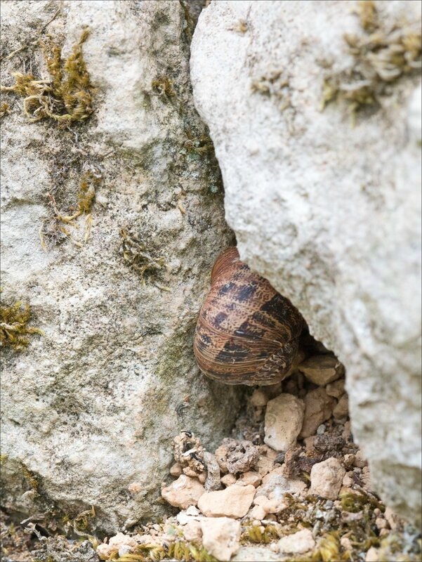 mur escargots 201015 1
