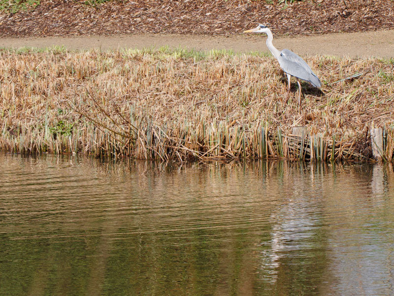 heron05