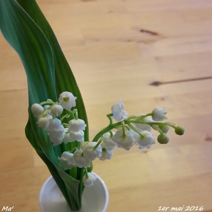 160501_muguet