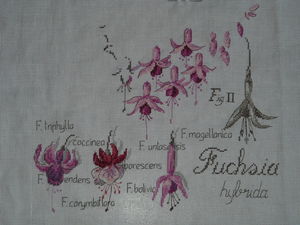 2008_10_20_Fuchsia