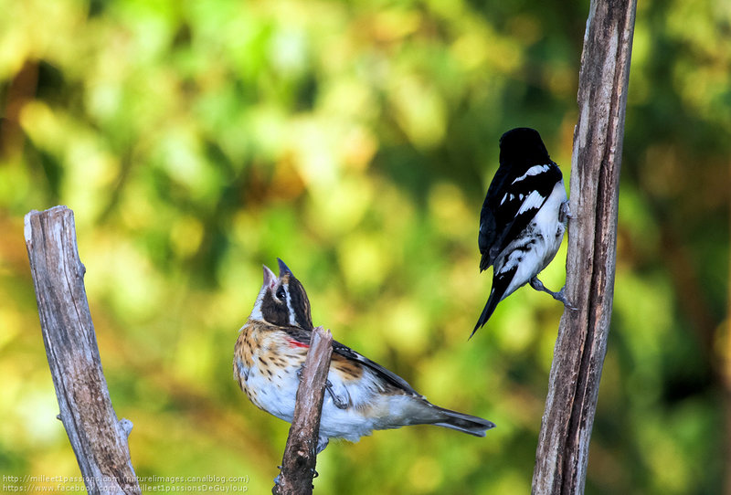 IMG_8456-1-3