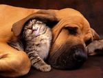 animal-animals-cat-cute-dog-Favim