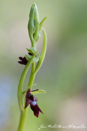 2012_05_07_Ophrys_insectifera_10
