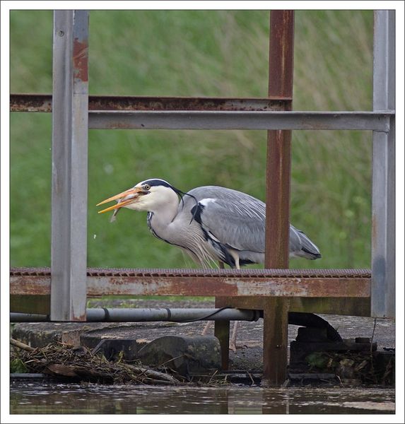 ville lulu2 heron pech 120413 8