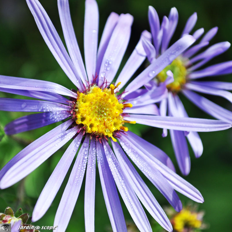 Aster_et_ros_e