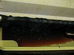 Vendanges_Aloha_06_006