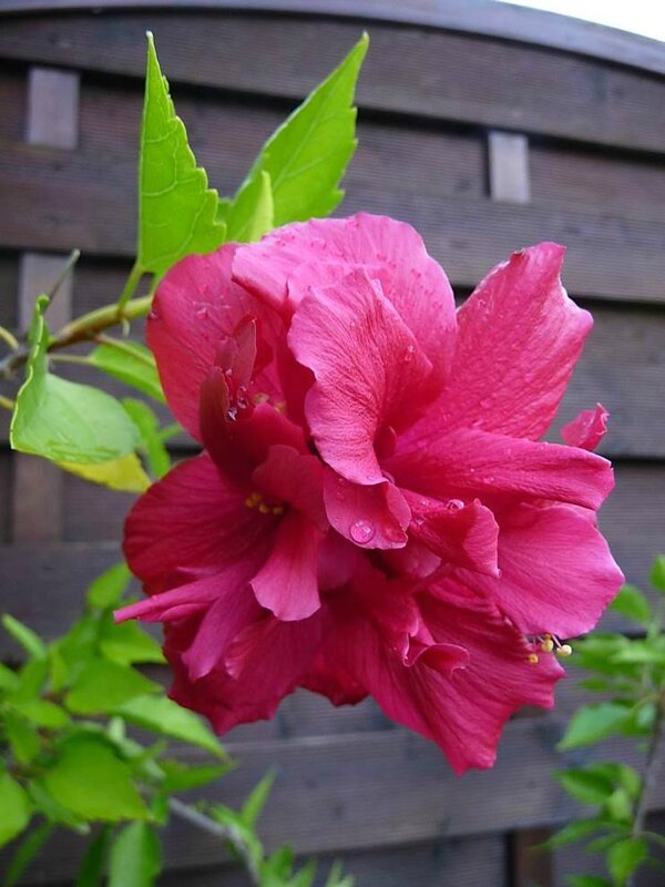 hibiscus 12