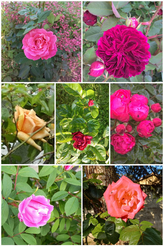 20230602 collage roses du jardin