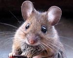 souris