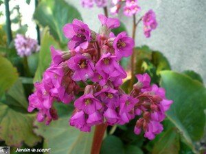 Bergenia plante des savetiers • Bergenia cordifolia Fleur rouge