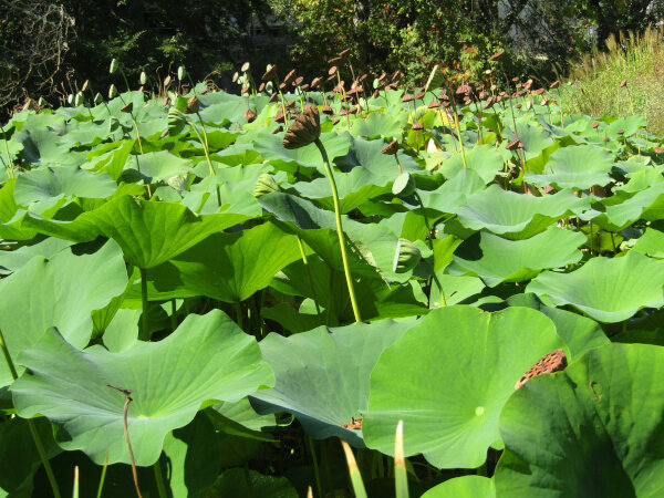 Mare lotus
