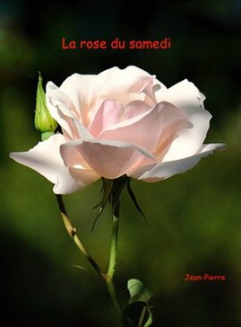 La rose du samedi de JP