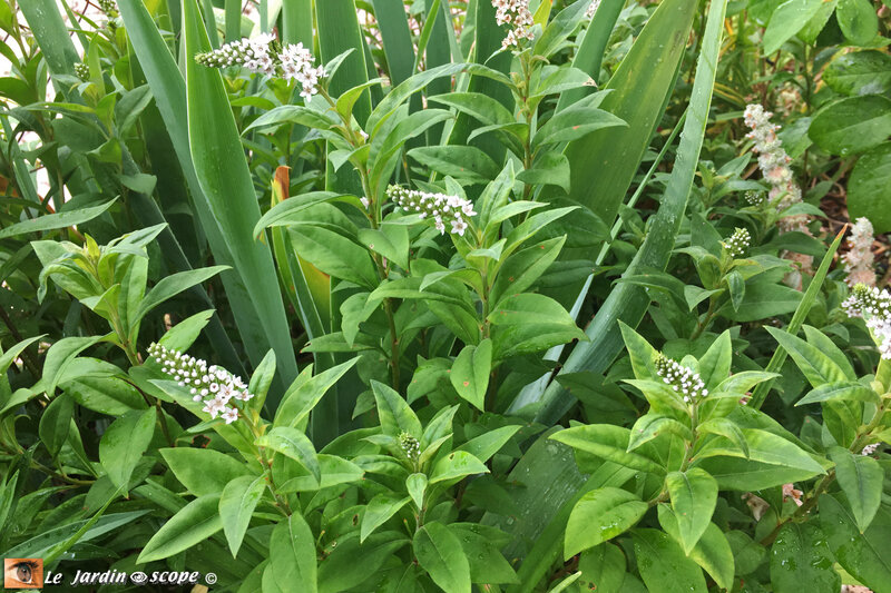 Lysimachia-clethroides-1