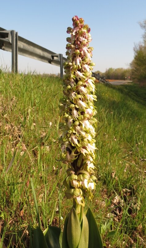 Himantoglossum robertianum b